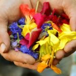 yellow blue and red flower petals on persons hand